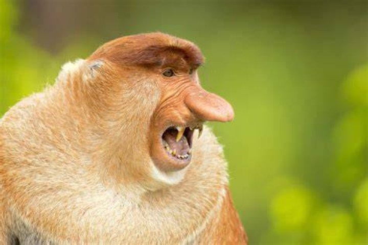 Discoveries And Insights Into "The World's Ugliest Monkey"