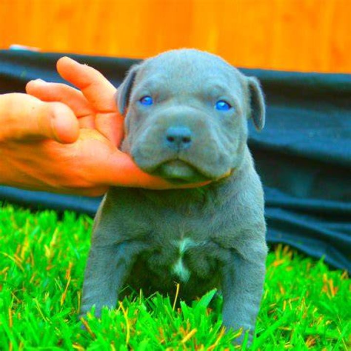 Unlocking The Value Of Blue Pitbull Puppies